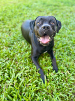 Adopter  chien : Tito