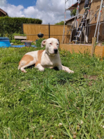 Adopter  chien : Romy