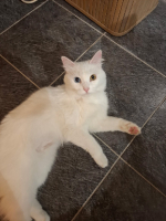 Adopter  chat : Clochette