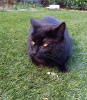 Adopter  chat : O'malley