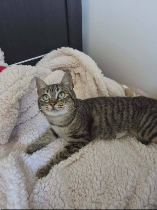 Adopter Arlo et ariel