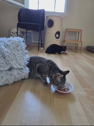 Adopter Arlo et ariel