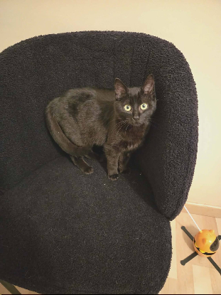 Adopter Arlo et ariel