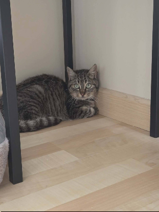 Adoption Arlo et ariel