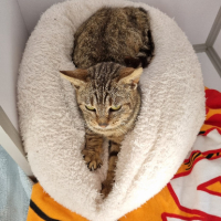Adopter  chat : Bulma