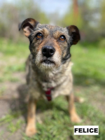 Adopter  chien : Felice