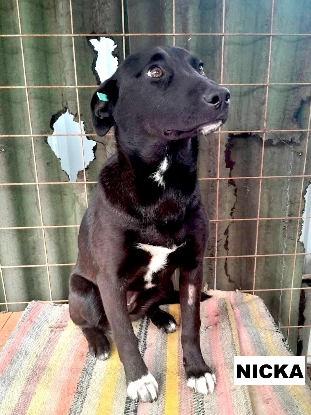 Adoption Nicka