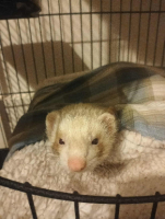Adopter  furet : Shivali