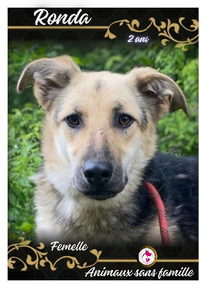 Adopter Ronda