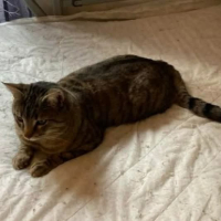 Adopter  chat : Ange