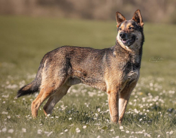 Adopter  chien : Tucker