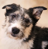 Adopter  chien : Peeble