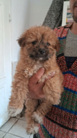 Adopter  chien : Choupie