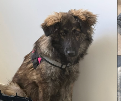 Adopter  chien : Mei