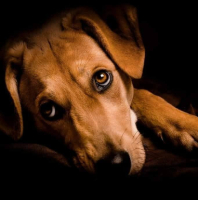 Adopter  chien : Sollya