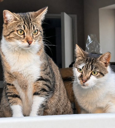 Adopter Twisty et lisa