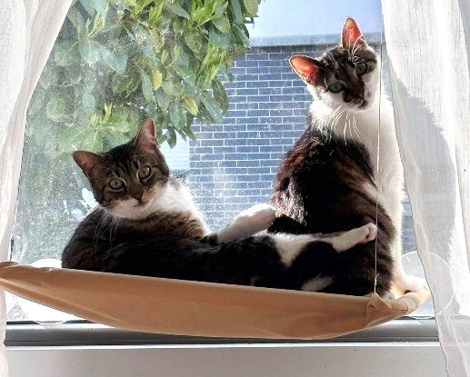 Adopter Twisty et lisa