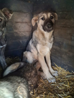 Adopter  chien : Playa