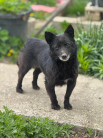 Adopter  chien : Zelda