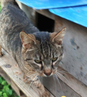 Adopter  chat : Mr patate