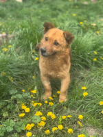 Adopter  chien : Sparrow