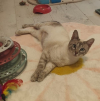 Adopter  chat : Nala