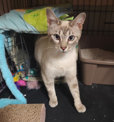 Adopter Nala