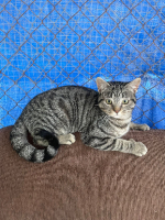 Adopter  chat : Caramelo