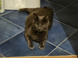 Adopter  chat : Smocky