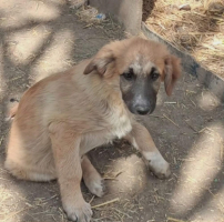 Adopter  chien : Leshka