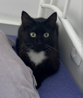 Adopter  chat : Saphira