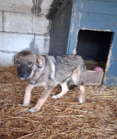 Adopter  chien : Nukie