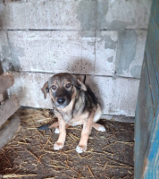 Adopter  chien : Orma