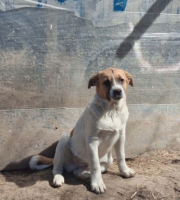 Adopter  chien : Crooki
