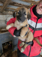 Adopter  chien : Hopi
