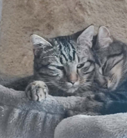 Adopter  chat : Pixie