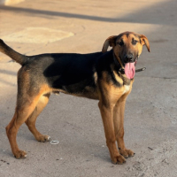 Adopter  chien : Roco