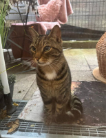 Adopter  chat : Vicky