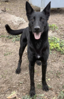 Adopter  chien : Agrid