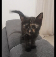 Adopter  chat : Eclipse