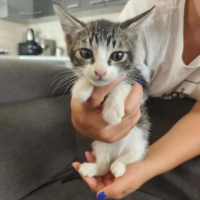 Adopter  chat : Angel