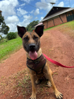 Adopter  chien : Angol