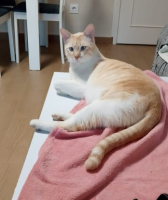 Adopter  chat : Leon