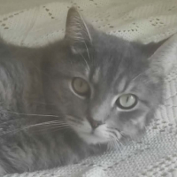 Adopter  chat : Gribouille