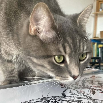 Adopter Gribouille