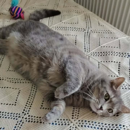 Adopter Gribouille