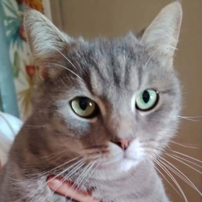 Adoption Gribouille