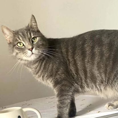 Adoption Gribouille