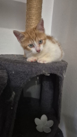 Adopter  chat : César