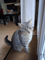 Adopter  chat : Chamou